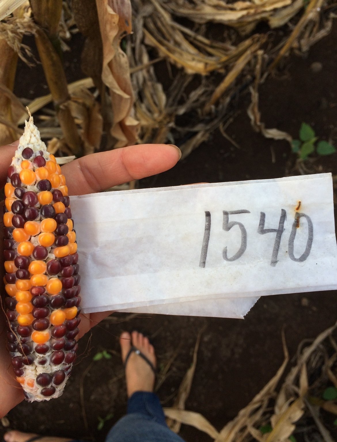 The Healing Touch of Soil: How Gardening Connects Human Health to Ocean Ecosystems